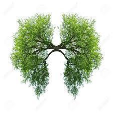 Large_arbre_poumons